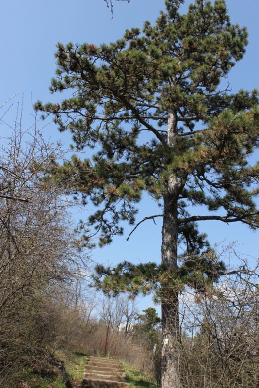 Az út, ami a Kozmáry- kilátóhoz vezet